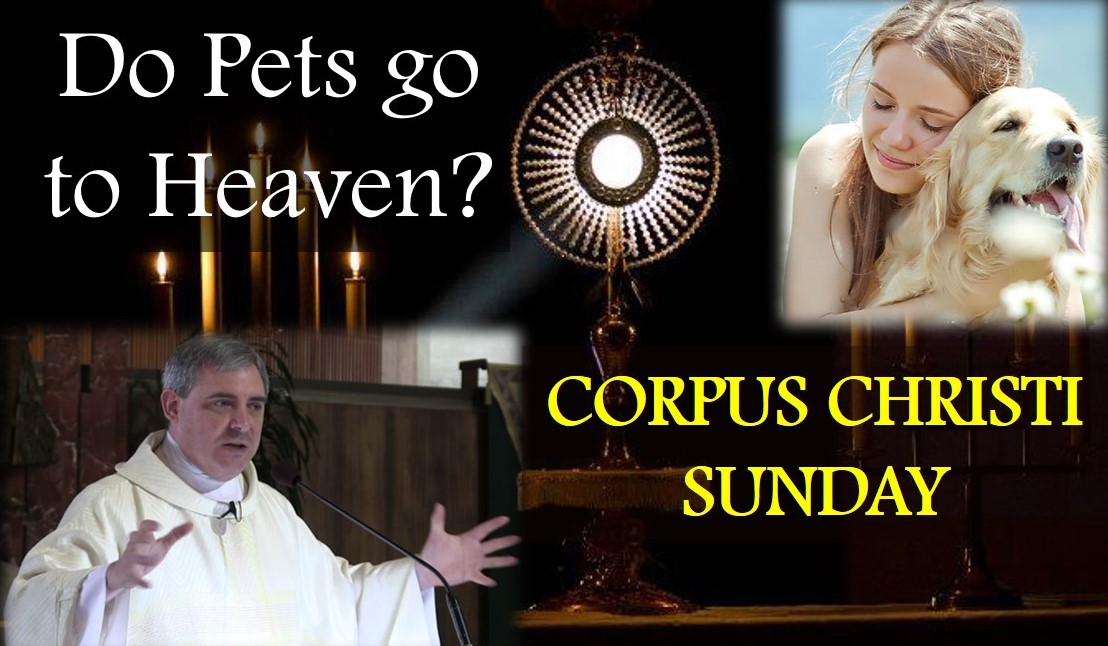 do-pets-go-to-heaven